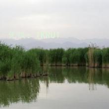 ĩ
