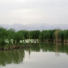 ǱĬ