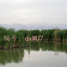ǱĬ